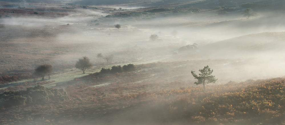 New Forest Autumn Misty Valley,  from Deadman Hill 3